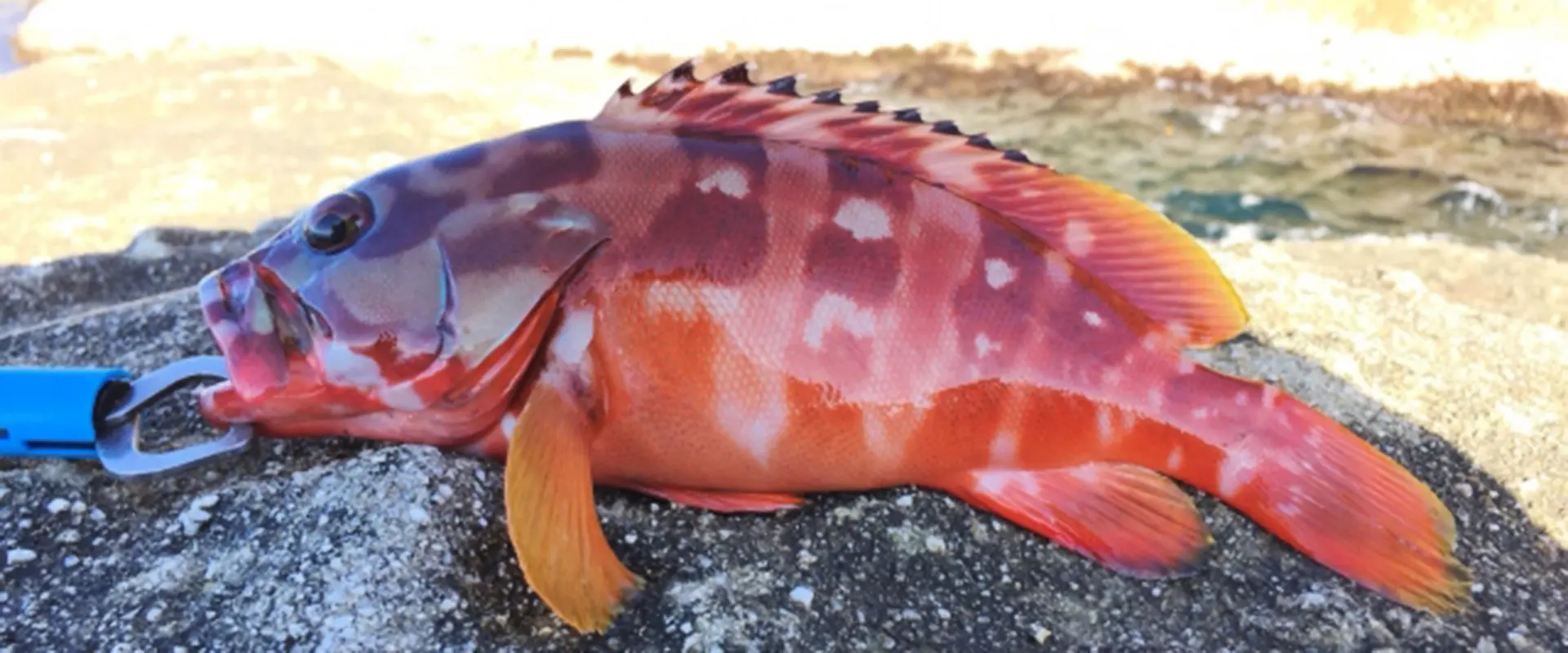 アカハタは高級魚？