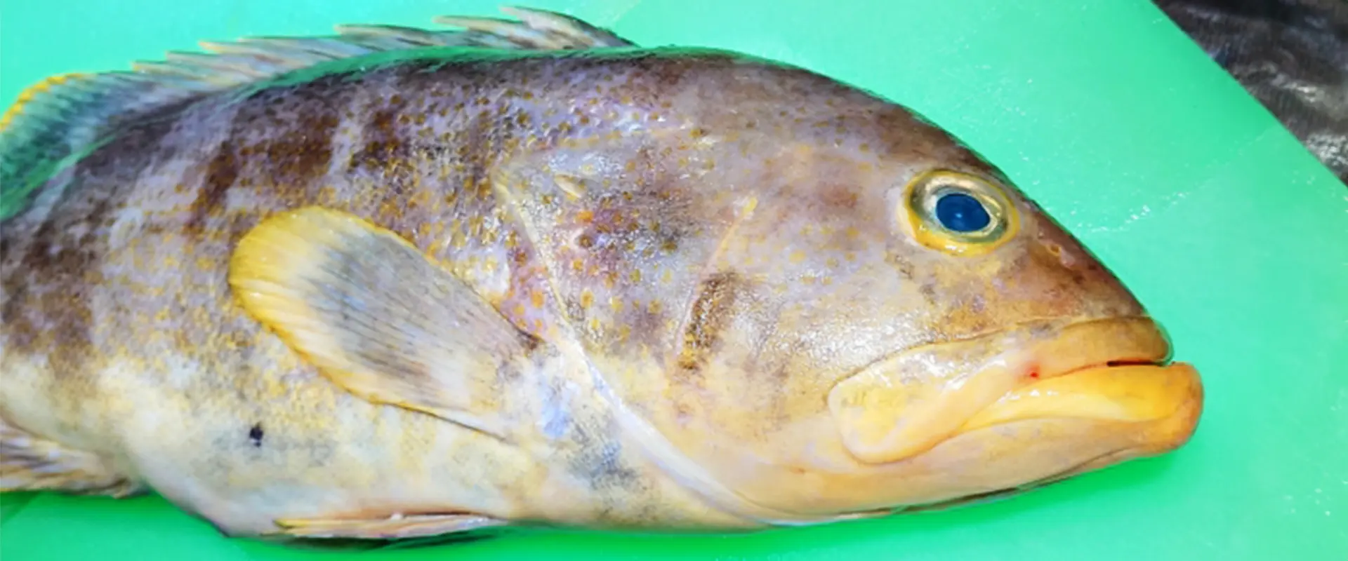 そもそもアオハタってどんな魚？生態と特徴