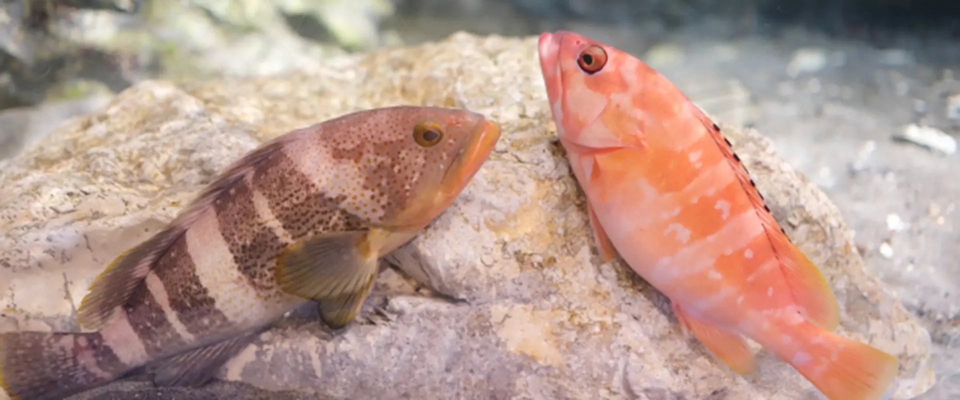 アオハタの生態と特徴