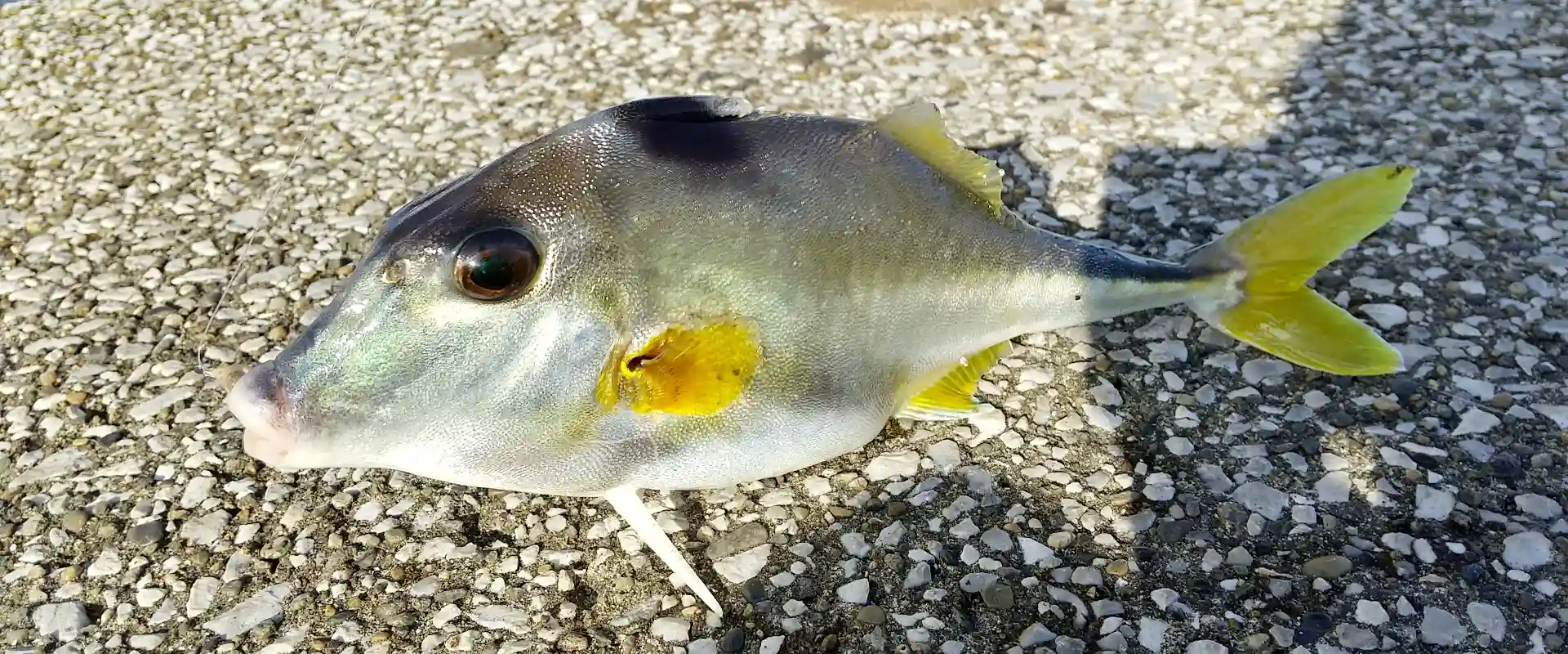 カワハギみたいな似た魚、ギマの刺身はまずい？食べ方は煮付け？まとめ