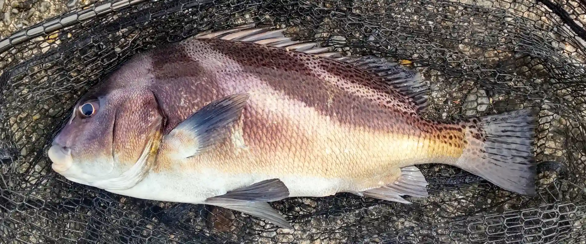 コショウダイの味はまずい？寄生虫はいるの？安心な刺身の食べ方