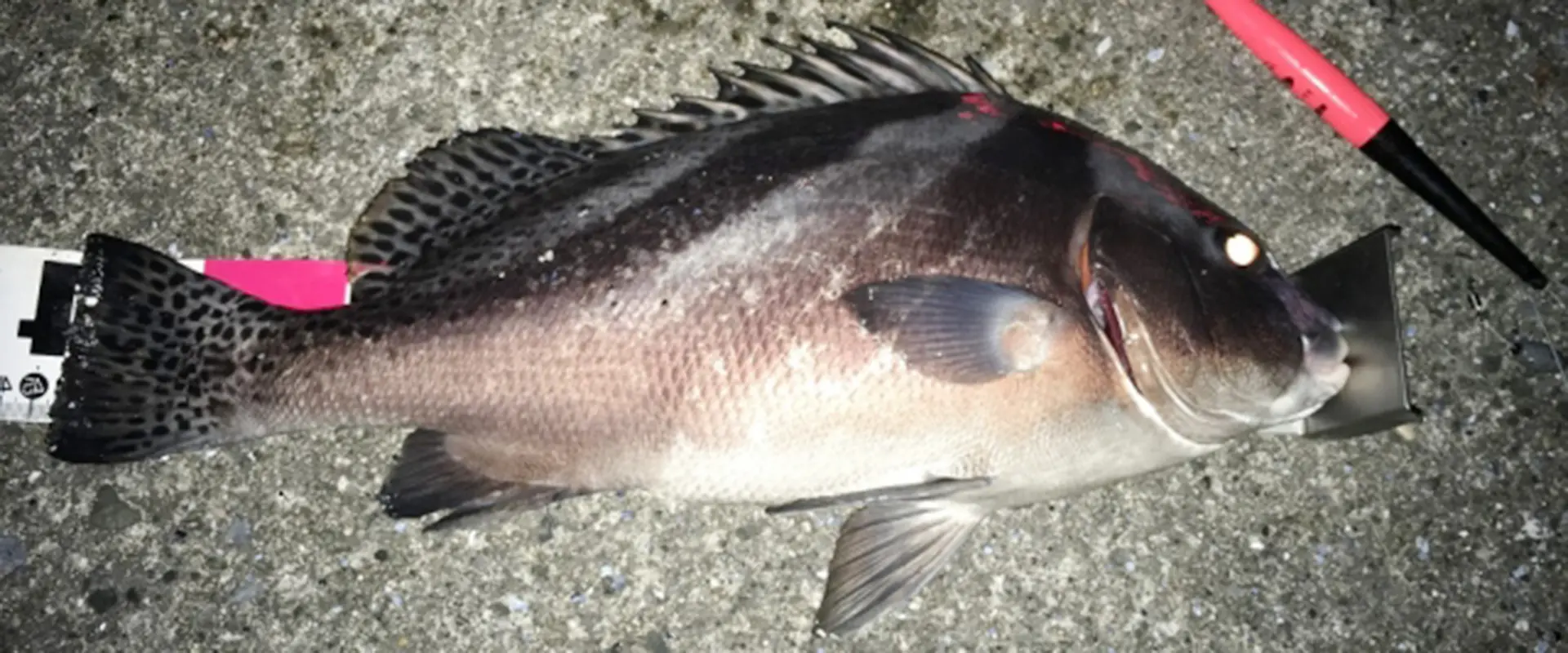 味のよいコショウダイに寄生虫はいるの？刺身の美味しい食べ方 まとめ