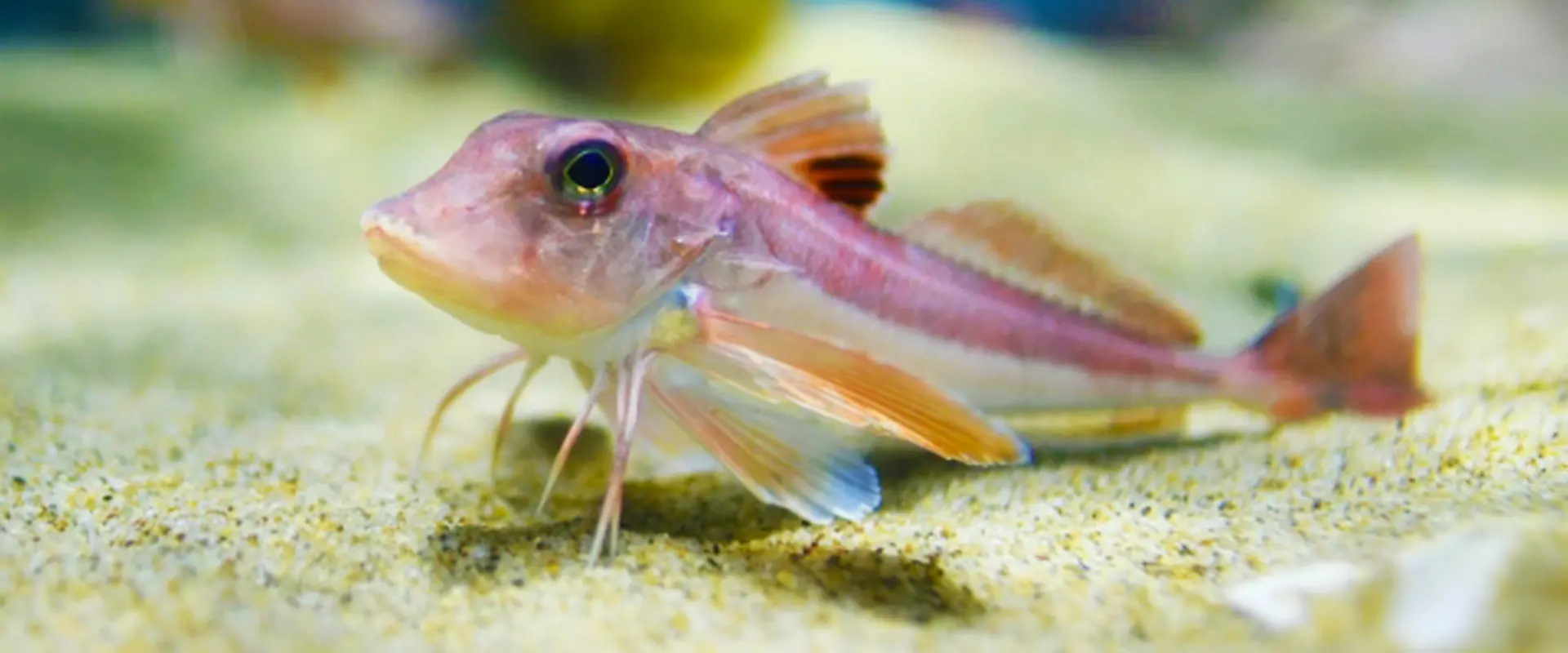 ホウボウに似た魚カナガシラの食べ方は塩焼き？味の違いは？