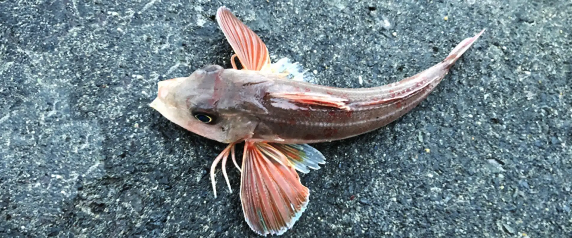 カナガシラの生態と特徴