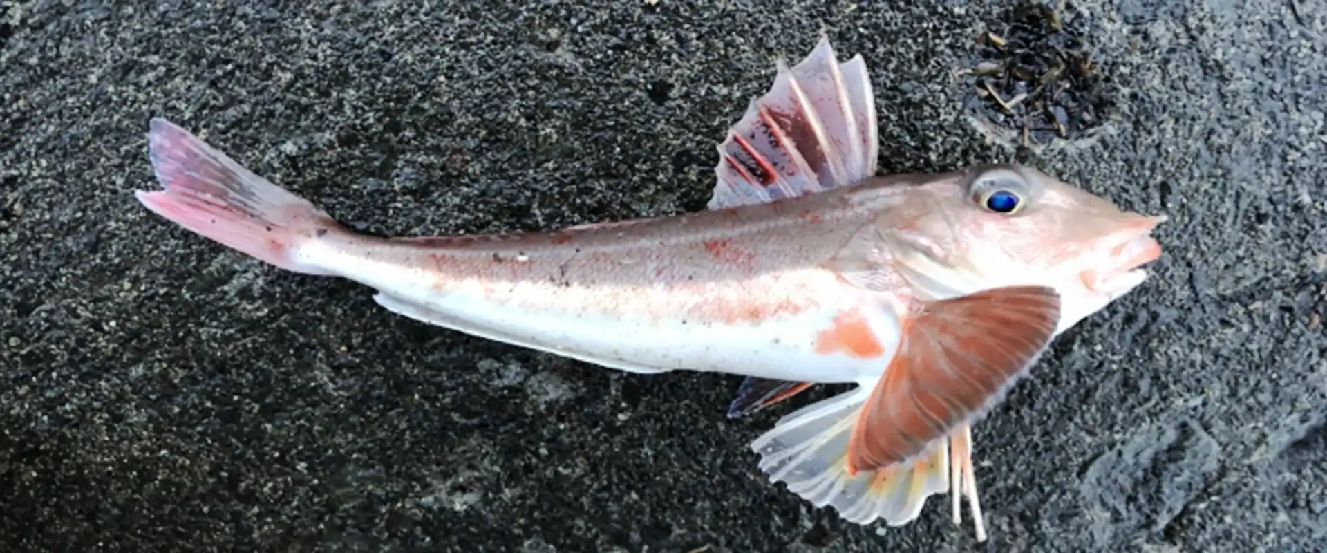 縁起のいい魚 カナガシラの食べ方 味は美味しいの？