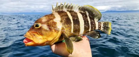 アオハタの美味しい刺身の食べ方と釣った魚の値段は？寄生虫はいる？