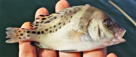 コショウダイとはどんな魚？生態と特徴