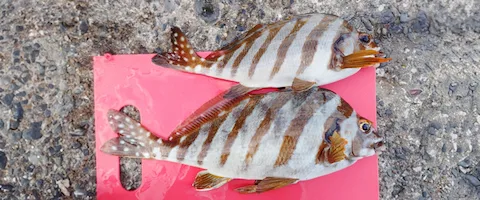 タカノハダイの食べ方！美味しく刺身に