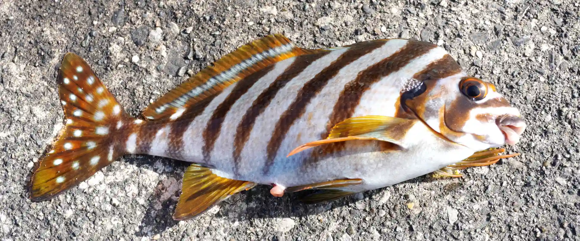 タカノハダイの食べ方！まずいションベンタレ魚の味を美味しく刺身に