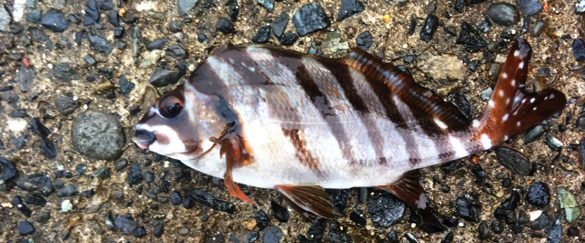 そもそもタカノハダイとは？生態と特徴