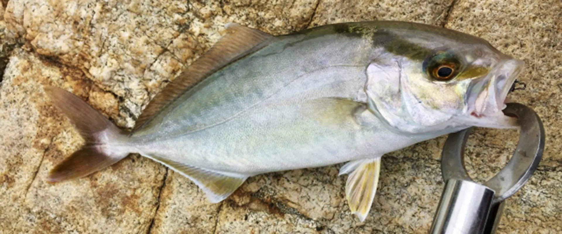 そもそも「カンパチ」とは？生態と特徴