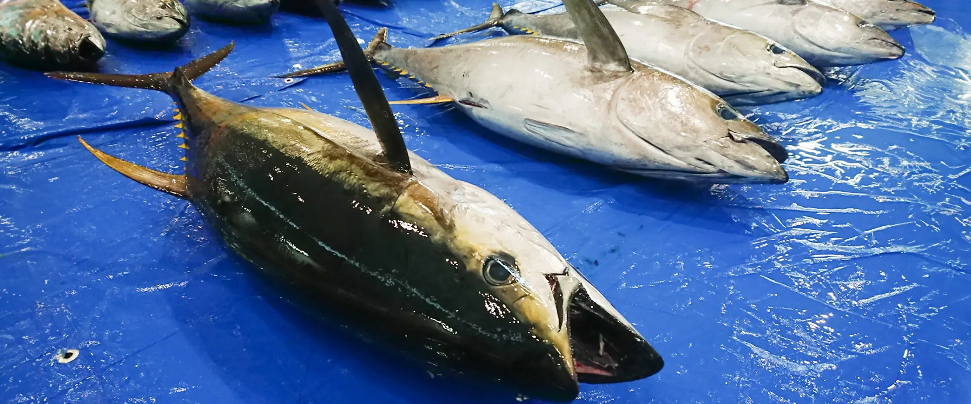 キハダマグロの値段の相場・釣った魚の値段