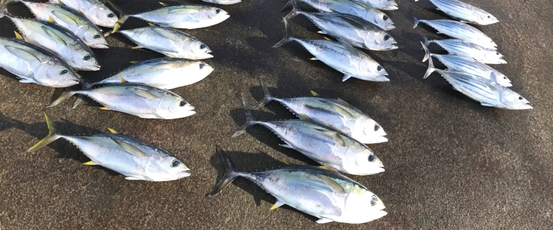 メバチマグロってどんな魚？キハダマグロとの違い