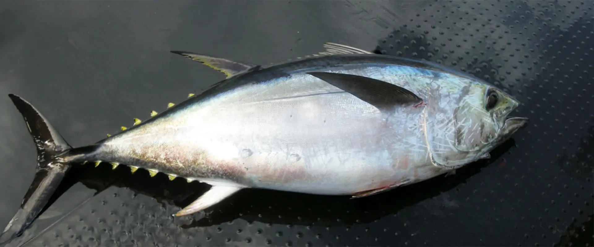 メバチマグロの値段の相場・釣った魚の値段