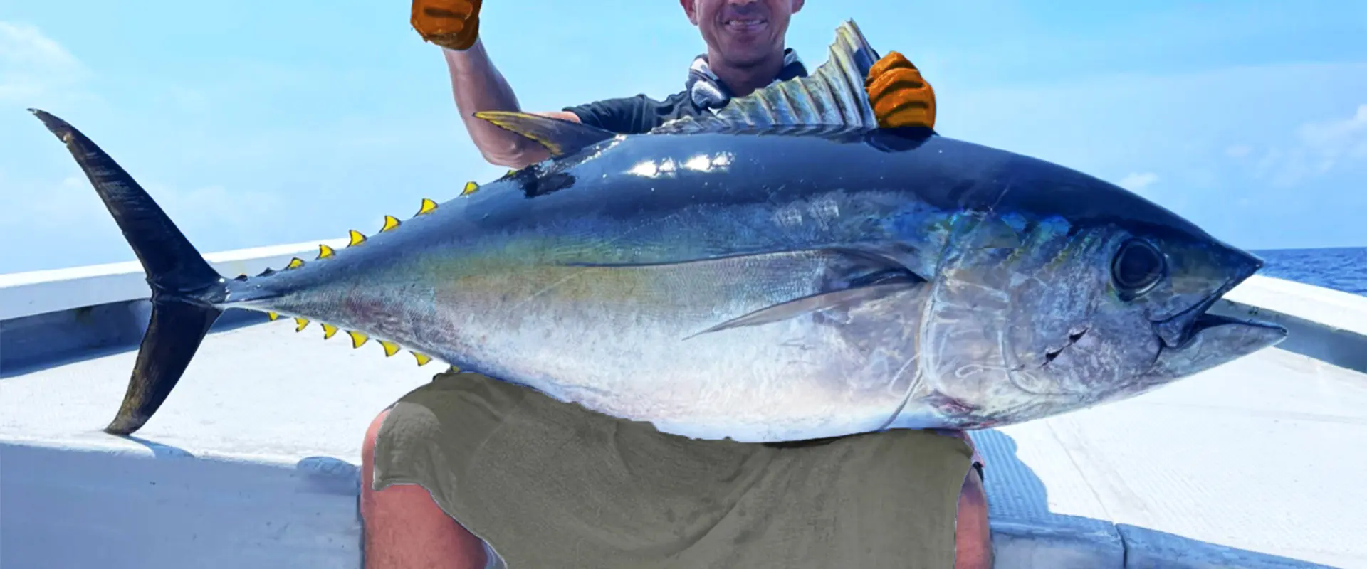 メバチマグロは高級魚？