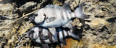 釣った石鯛の値段は？刺身の味はまずいの？食べ方は煮付け？まとめ