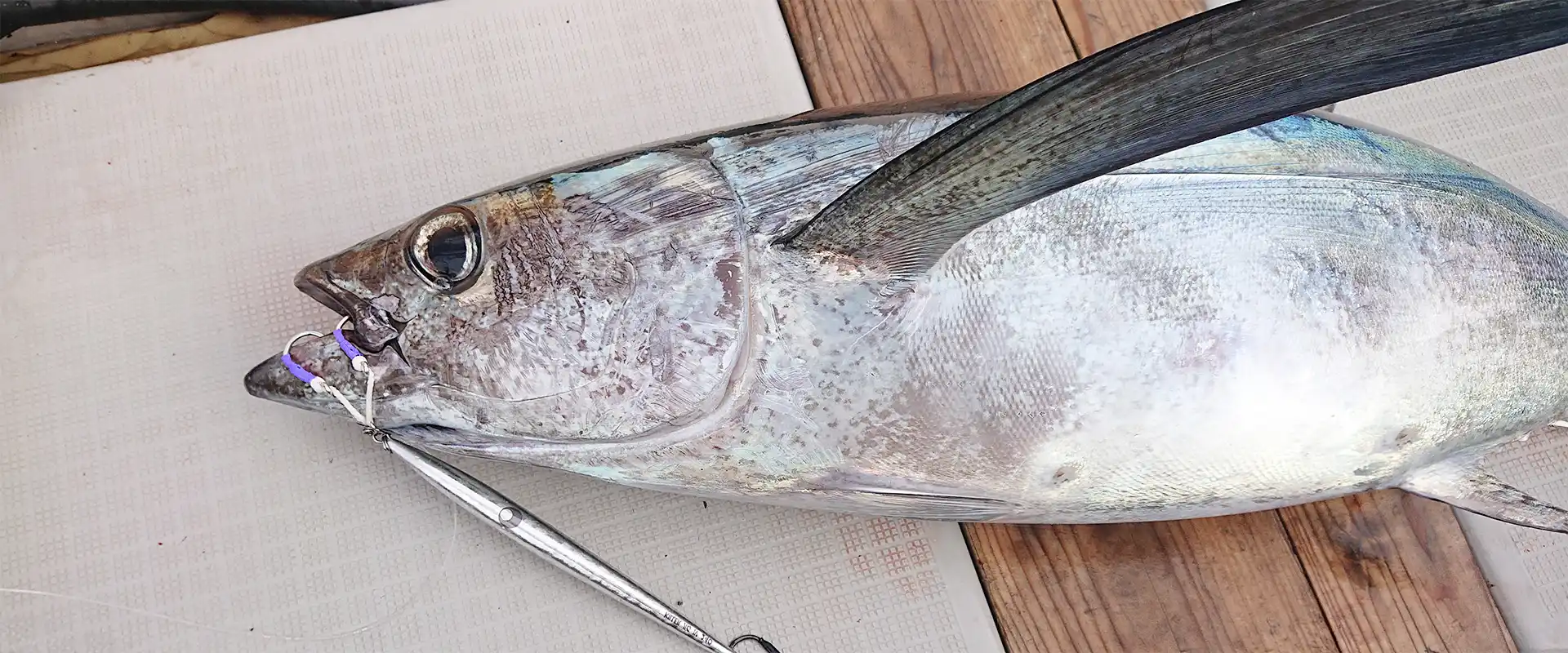 びんちょうまぐろの生態と特徴