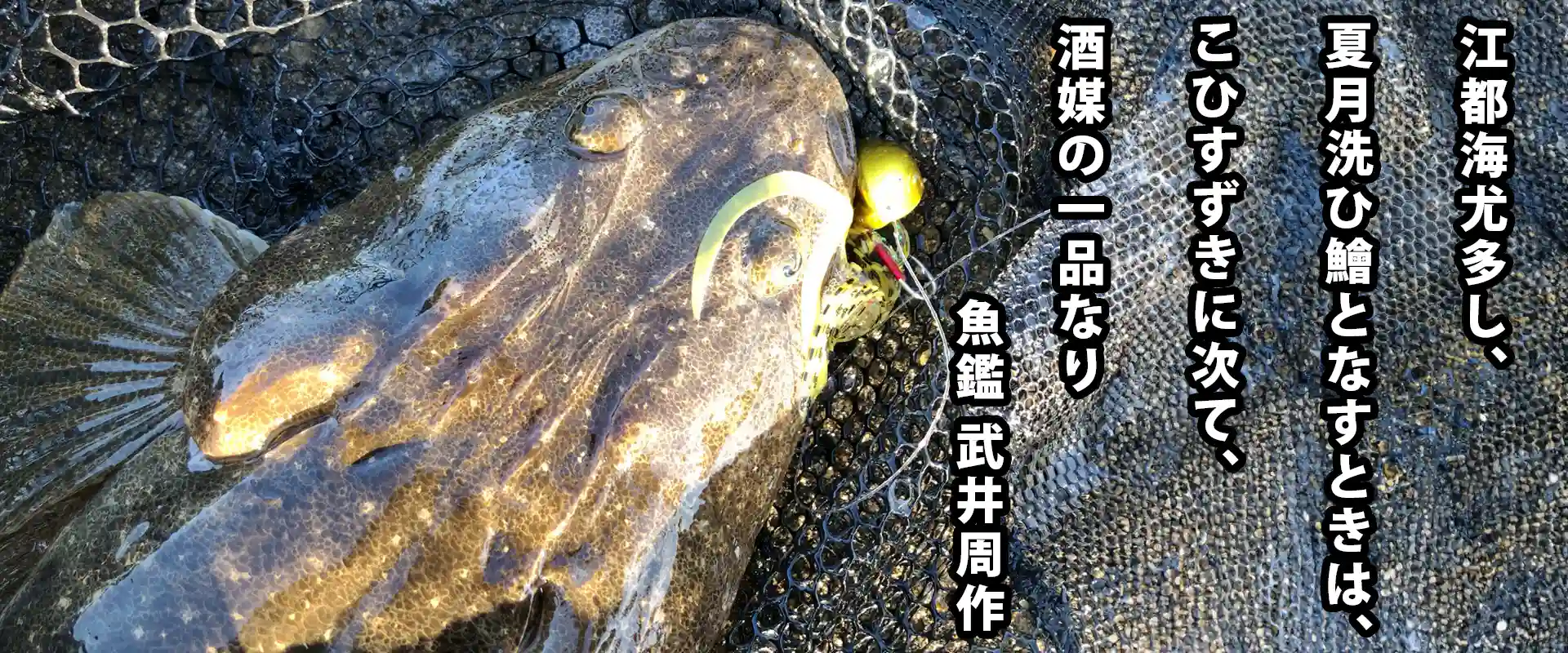 マゴチの刺身はまずい？寄生虫はいる？釣ったコチの値段は？まとめ