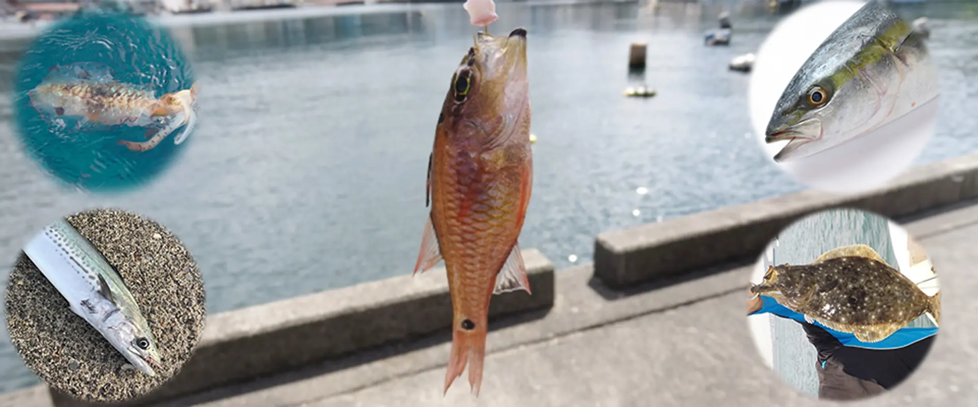 ネンブツダイで泳がせ釣り