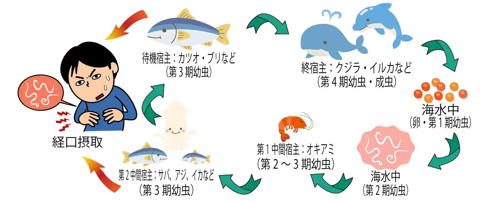 寄生虫・アニサキス