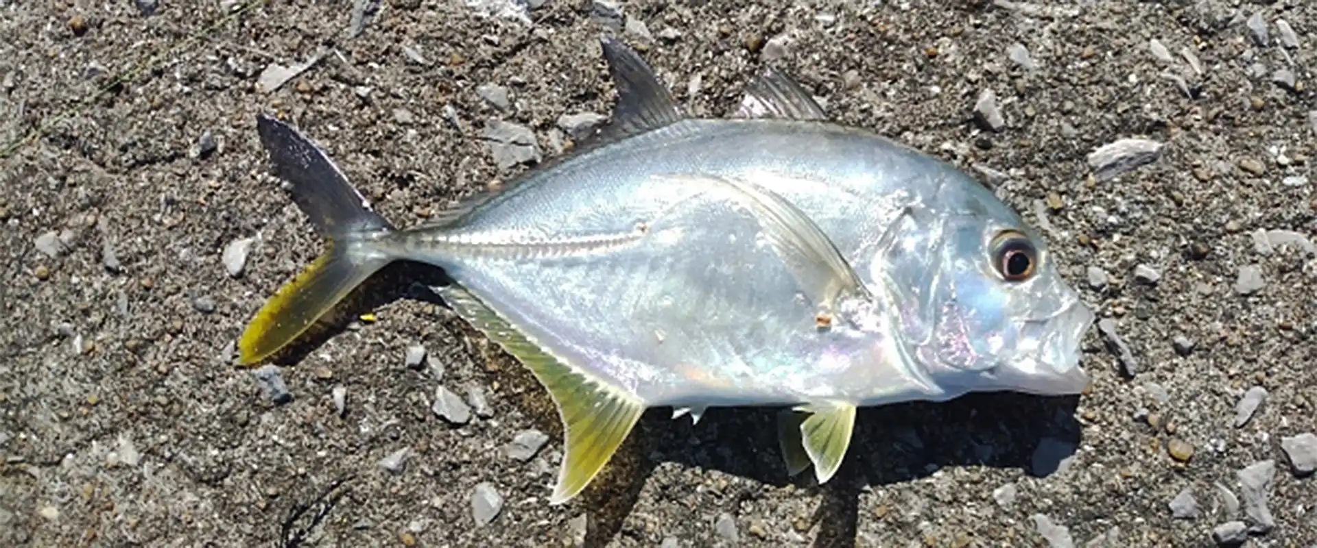 幼魚は死滅回遊魚