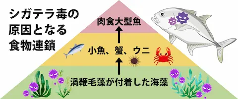 大型は注意・毒抜きは不可能