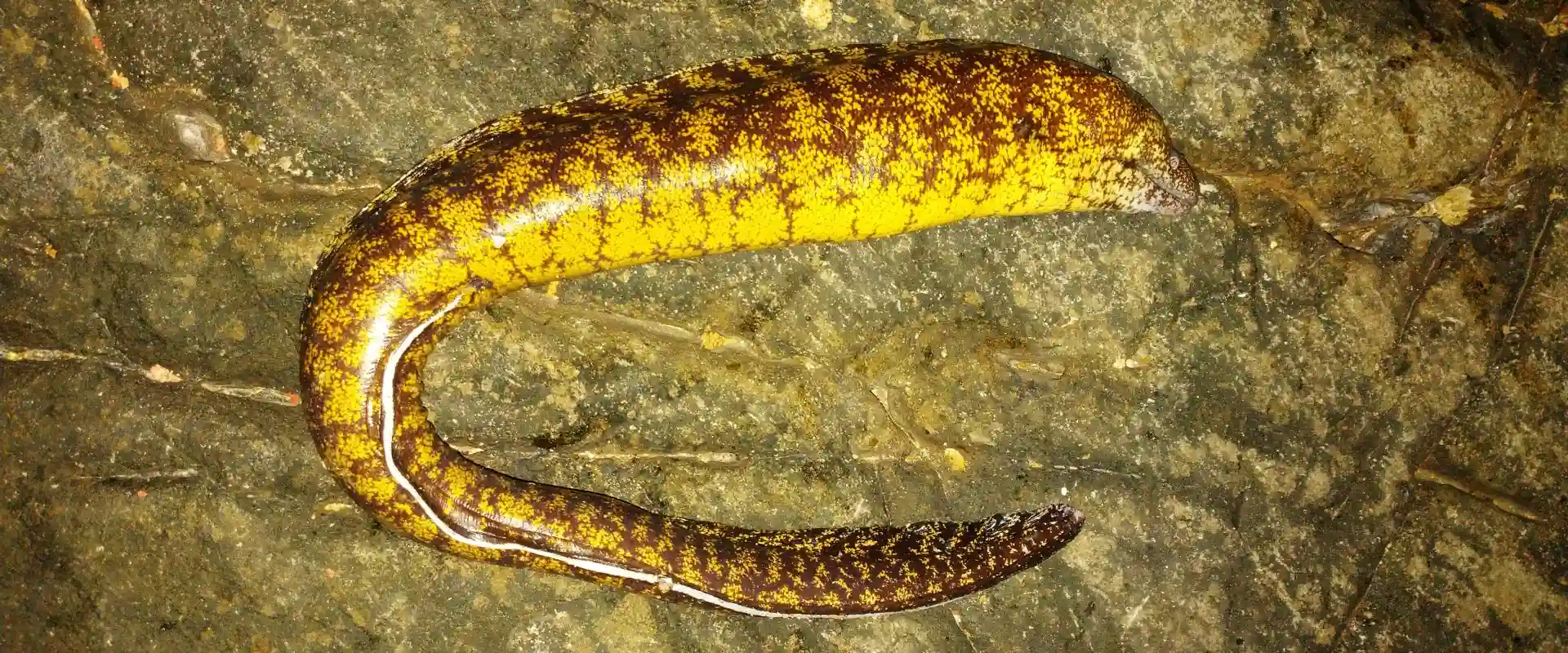 ウツボの生態と特徴