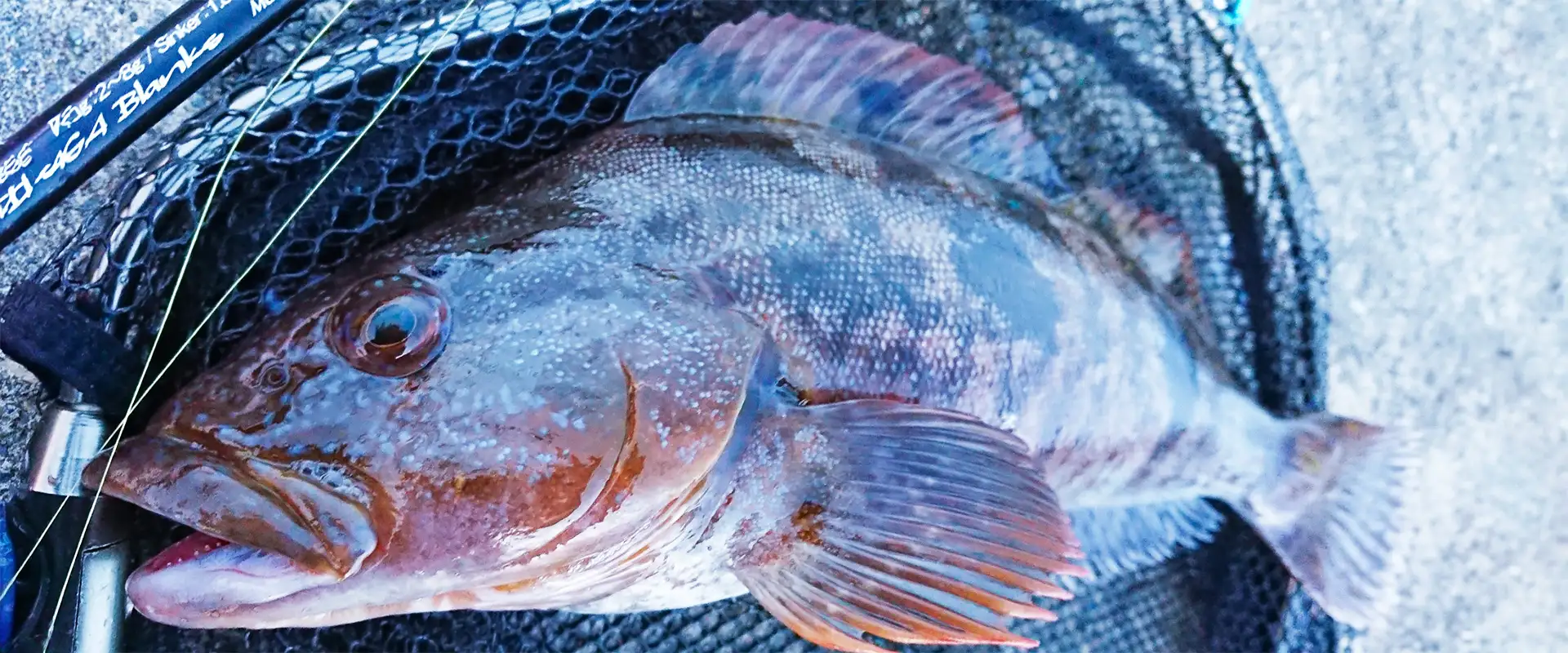 アイナメの刺身は寄生虫が危険？まずいの？美味しい高級魚？