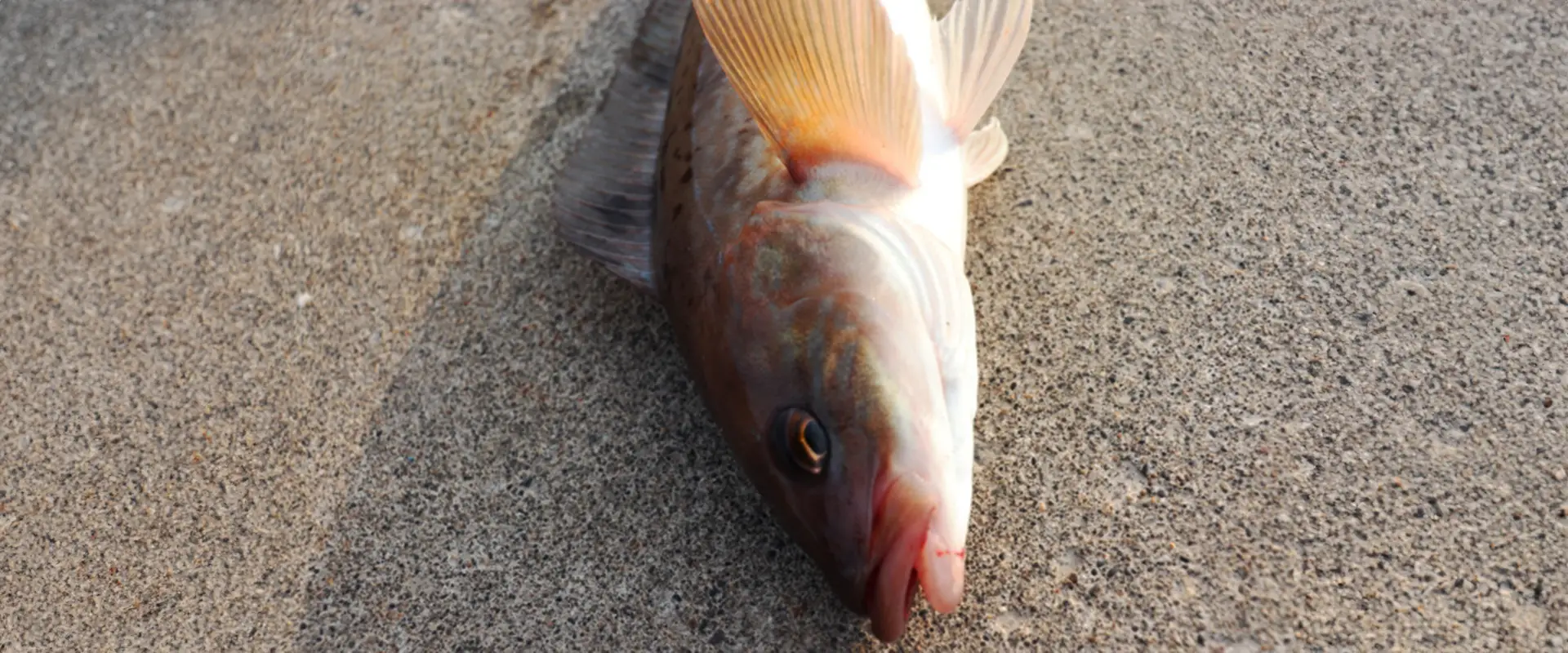 刺身は危険？寄生虫いるの