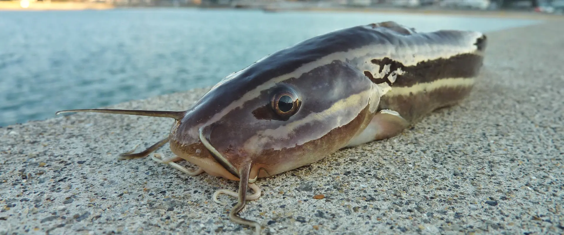 ゴンズイの刺身を食べる！毒で死亡の噂？ぬめりを取る方法