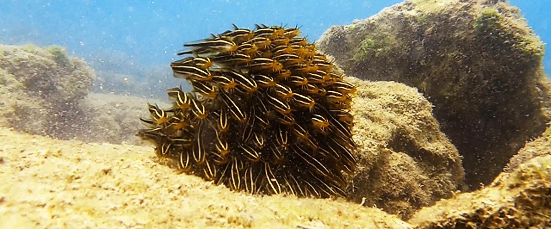 ゴンズイの生態と特徴