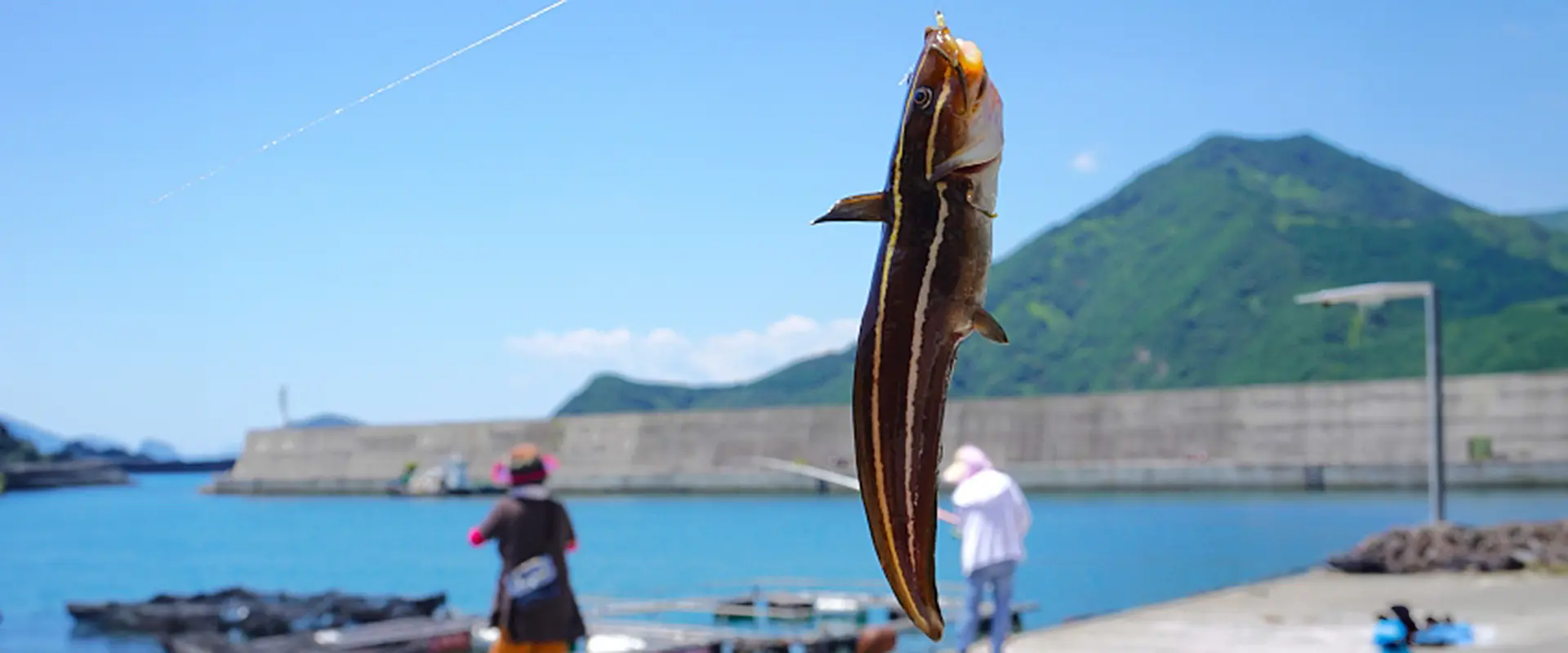 ゴンズイの針の外し方・持ち帰り方