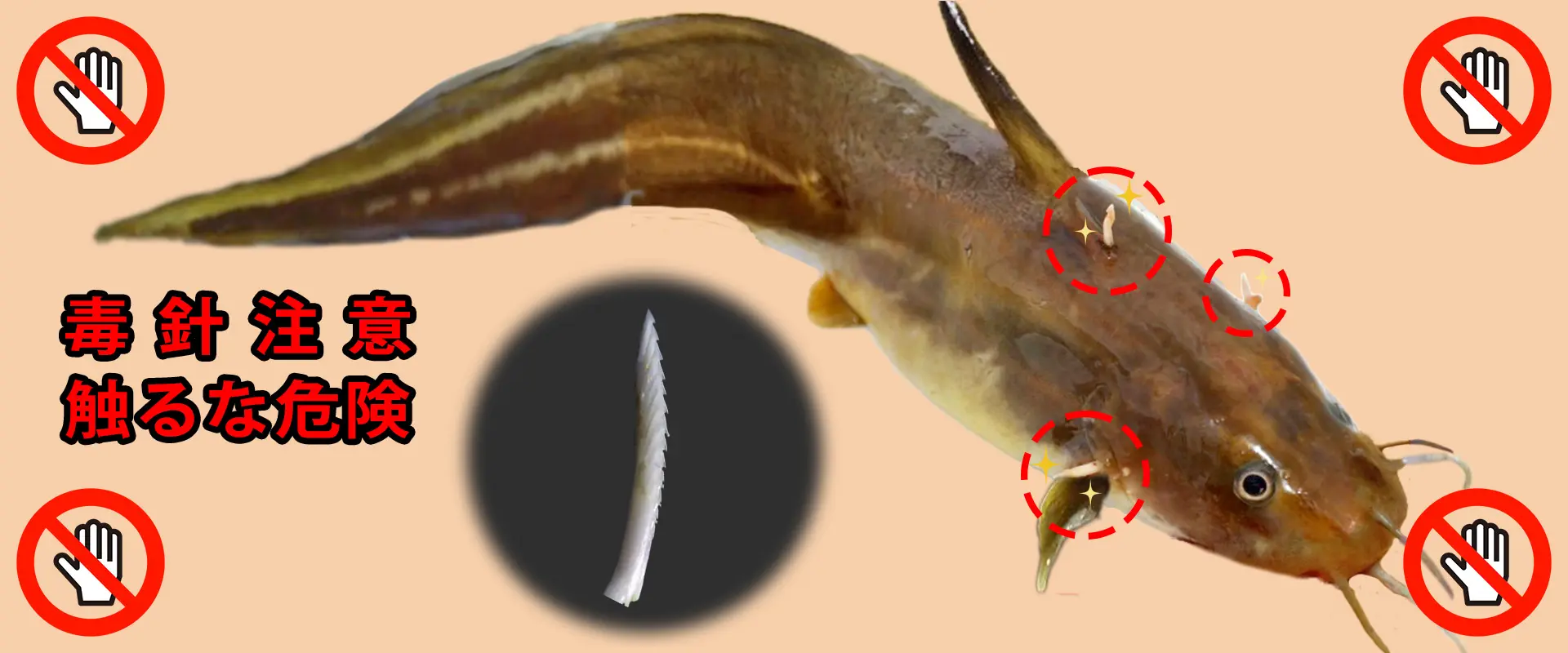 ゴンズイの毒針の強さと症状？死亡の噂？
                            