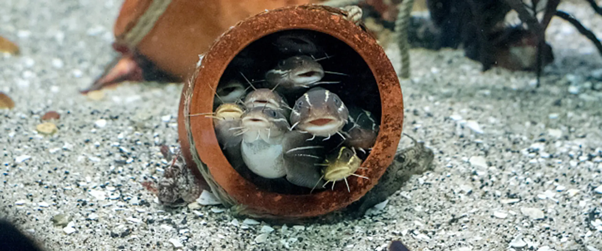 ゴンズイの美味しい食べ方・刺身を食べる！