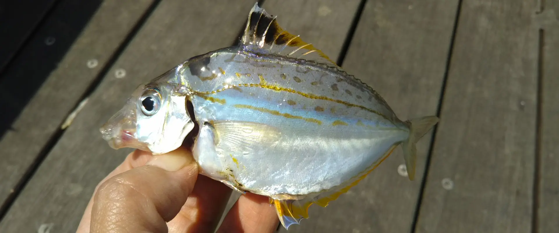 ヒイラギの小さい魚の食べ方は？まずいの？泳がせ釣りに使える？