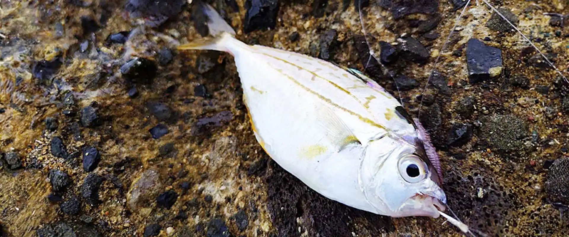 ヒイラギの小さい魚の食べ方は？まずいの？泳がせ釣りに使える？まとめ