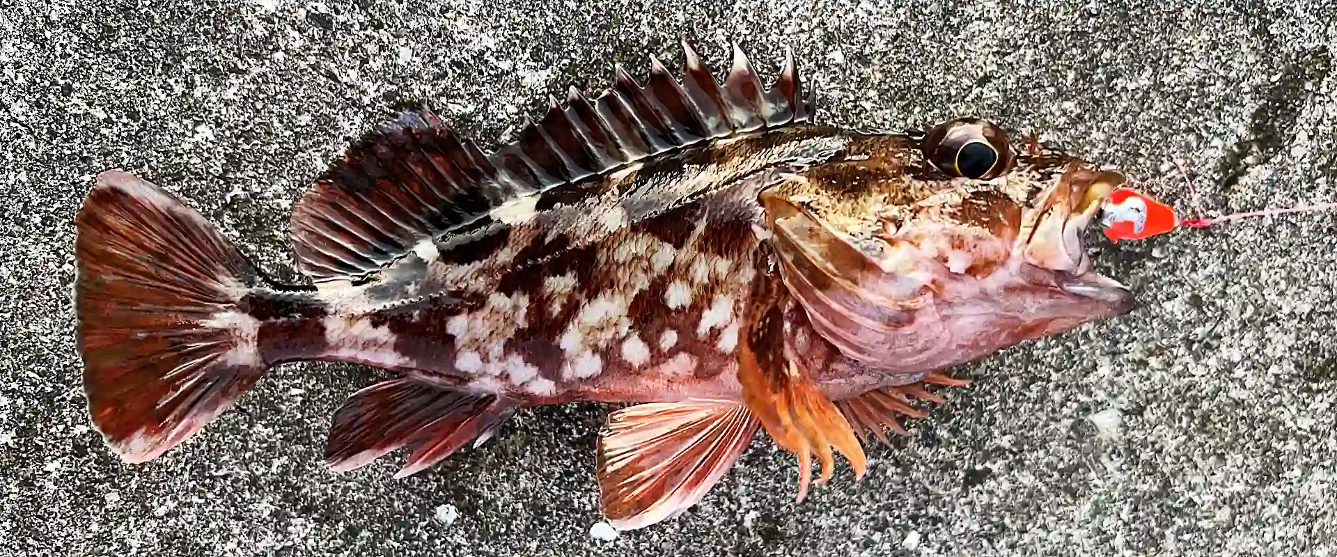 カサゴ（ガシラ）の刺身の味はまずい？釣った魚の値段？寄生虫いる？