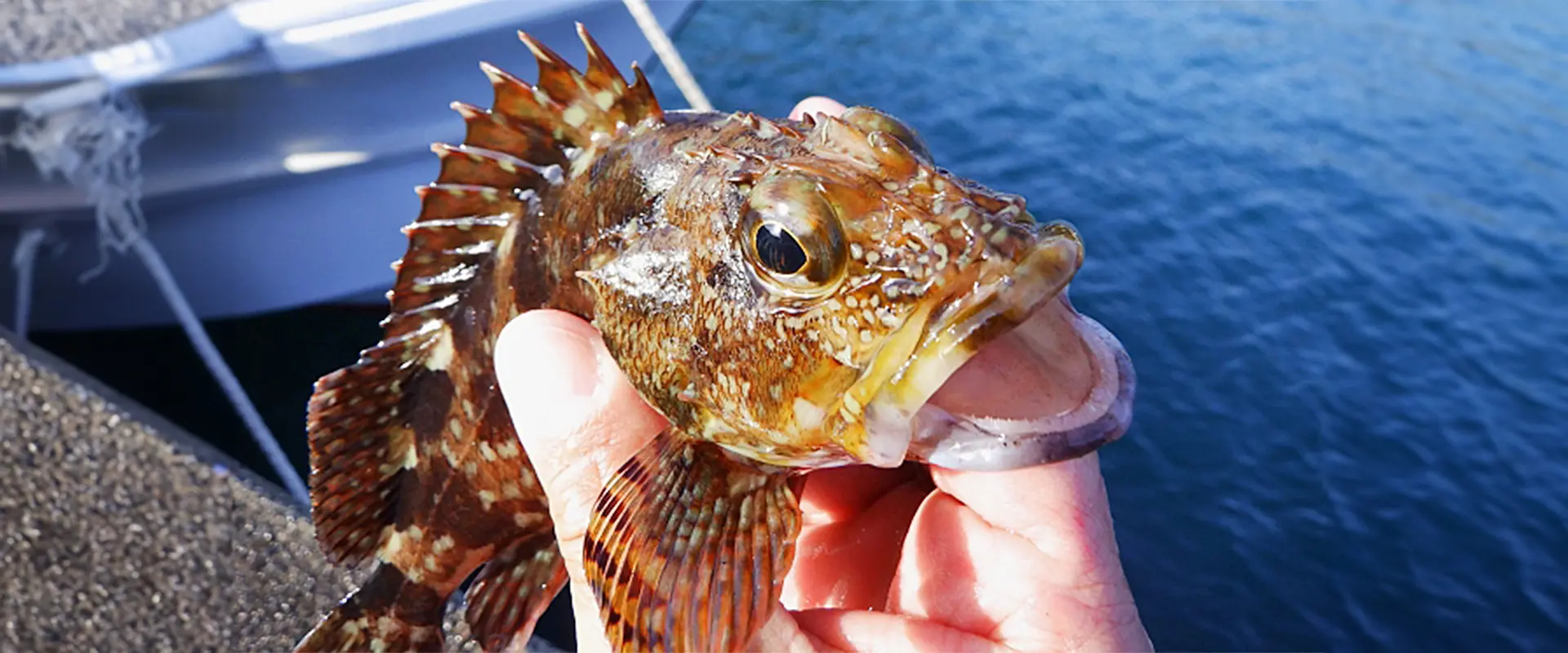 カサゴの生態と特徴