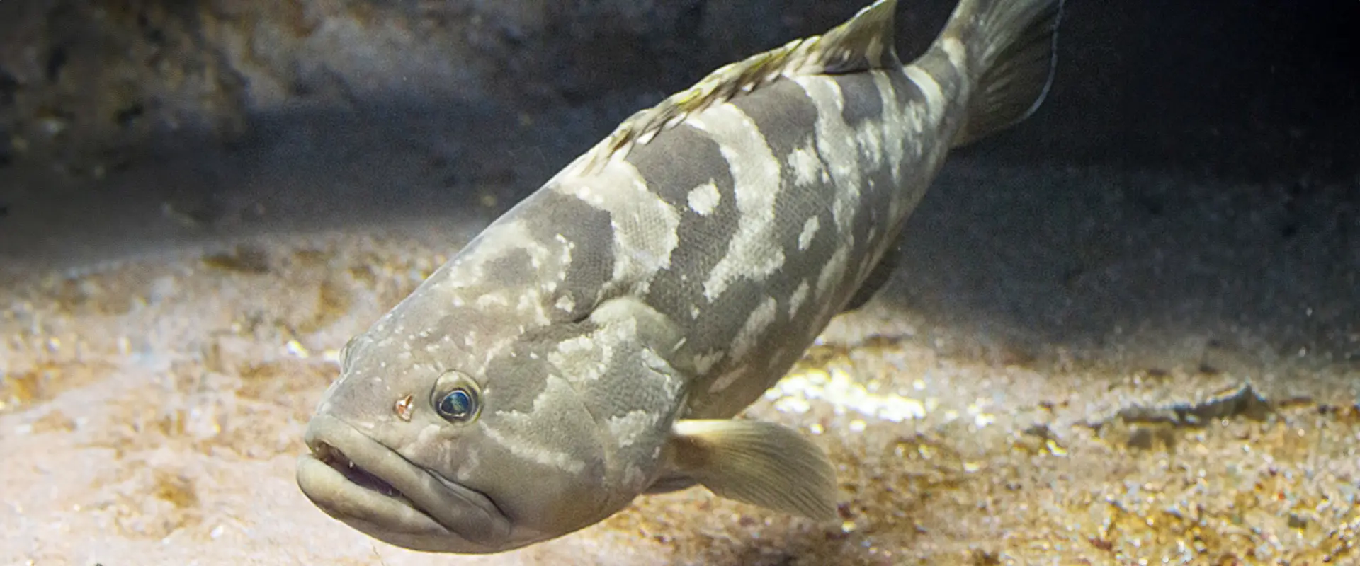 そもそもクエってどんな魚？高い理由