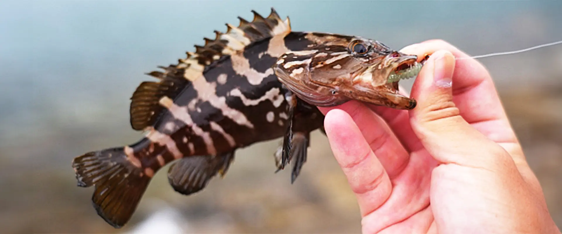 クエの生態と特徴