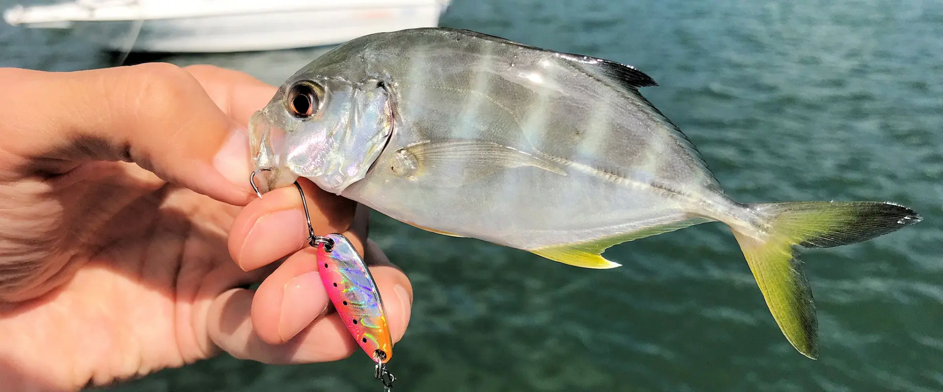 死滅回遊魚とは？メッキアジはまずい？美味しい食べ方は？