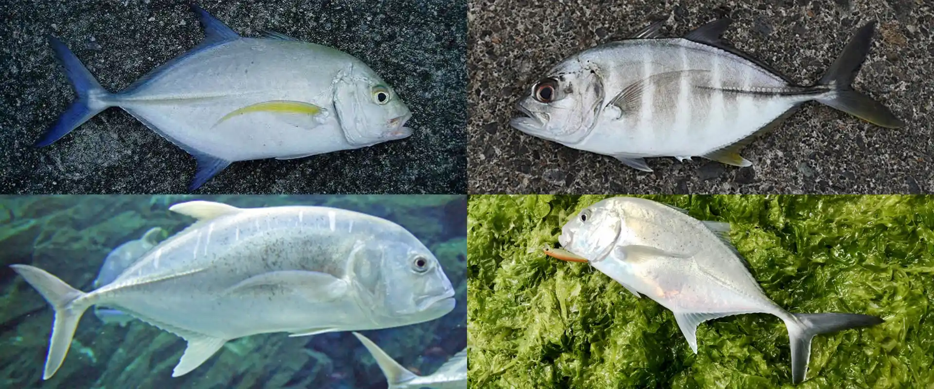 メッキアジって何の魚？種類