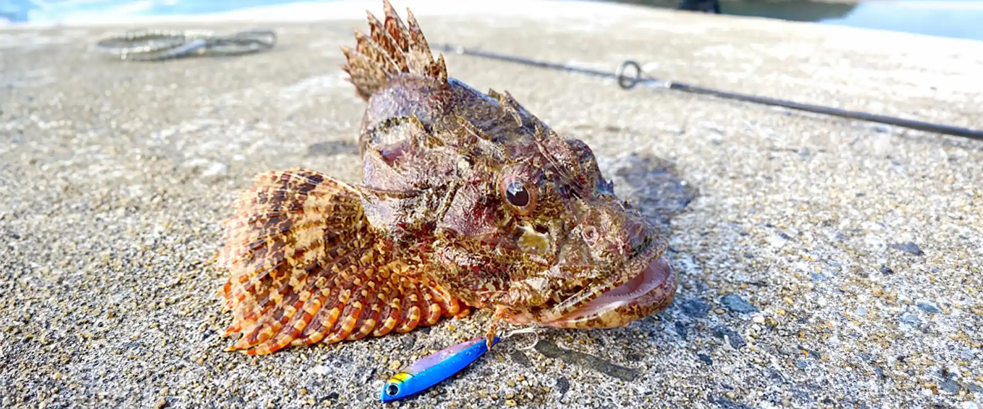 そもそもオニカサゴとは？どんな魚なの？