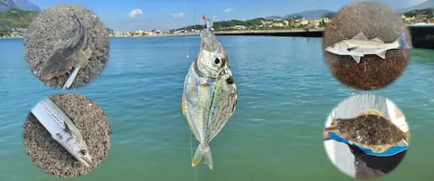 ヒイラギで泳がせ釣り