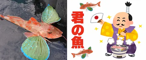 ホウボウは高級魚？