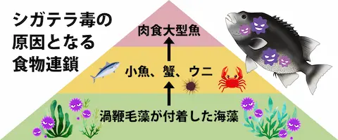 食中毒・シガテラ毒