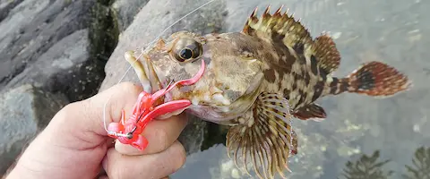 カサゴの刺身の味はまずい？釣った魚の値段は？寄生虫いるの？まとめ