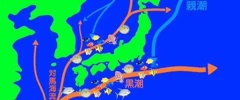 死滅回遊とは？冬になると死んでしまう魚たち