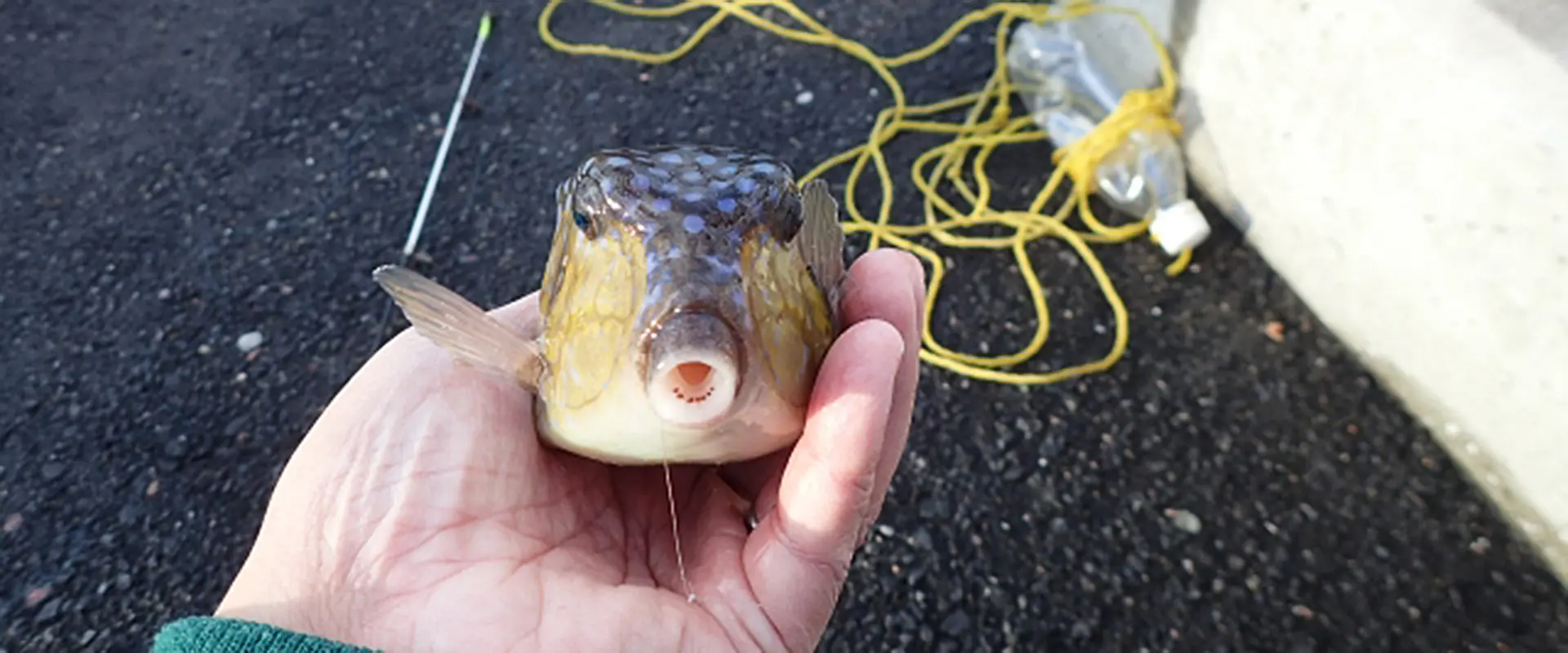 そもそもハコフグ（かっとっぽ）とは？どんな魚なの？