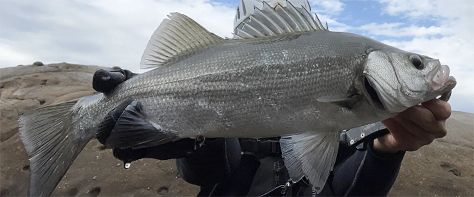 ヒラスズキとはどんな魚？マルスズキとの違い